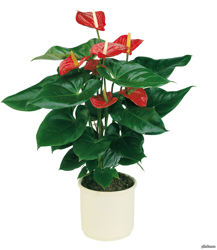 ������ ��������