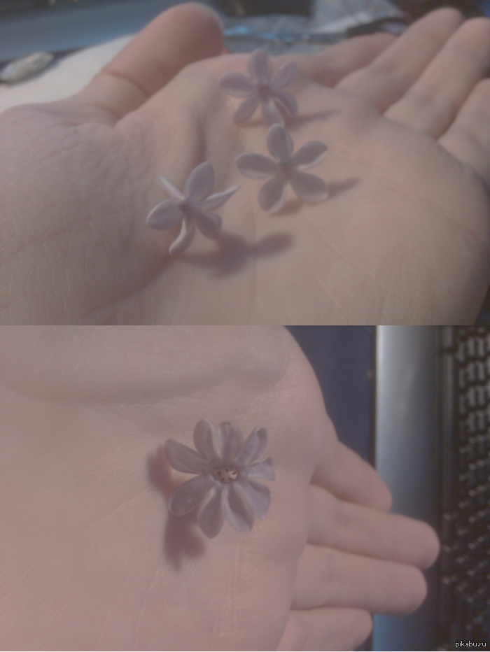 Говорят, если найти пятилистик сирени, загадать желание и затем съесть, то оно сбудется...