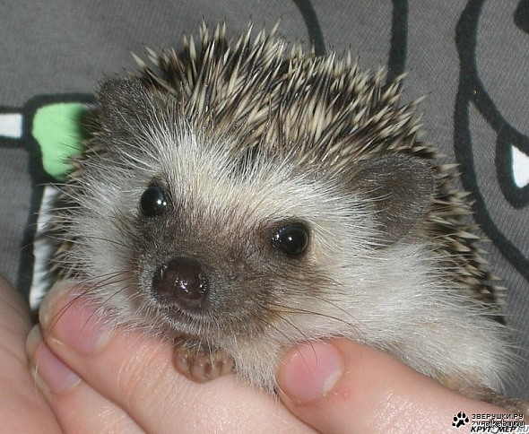 I heard that hedgehogs are loved on picabu, I decided to give a little cuteness - My, Hedgehogs, Nyasha