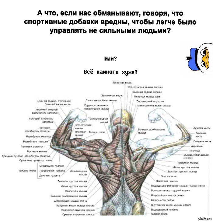 Части поясницы. Название мышц спины человека. Мышцы спины строение названия. Атлас мышц спины человека. Мышцы спины схема.