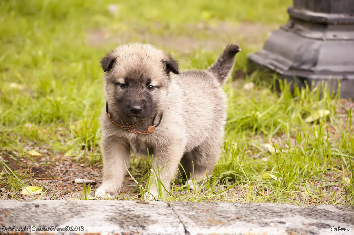 Всем щенков))