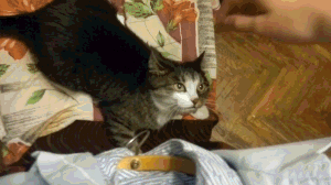 Always like this! - cat, Anger, GIF