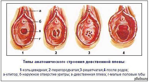 Тип вектора женских половых губ. рисунок иллюстратора вагины. вектор | Премиум векторы