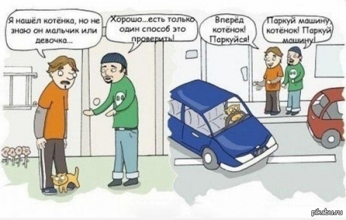 Определить пол котёнка? Легко!