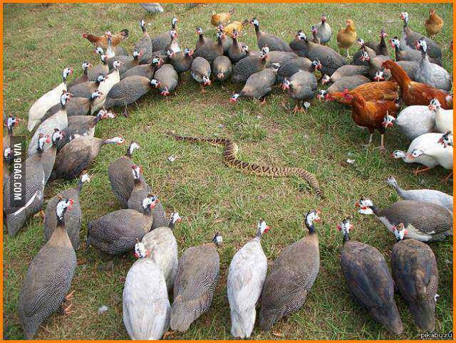 Чувак, ты зашел не в тот район!!!