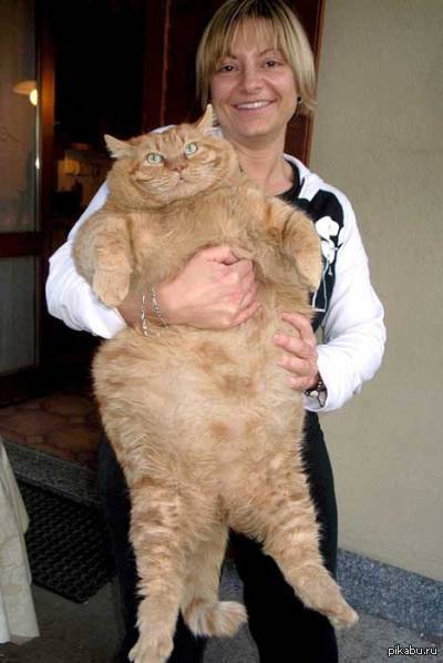 Самый жирный кот | Пикабу