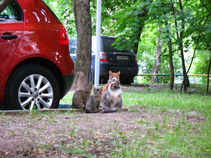 Котики | Пикабу