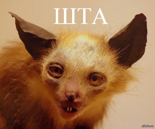 Достойная замена упоротой лисы XD