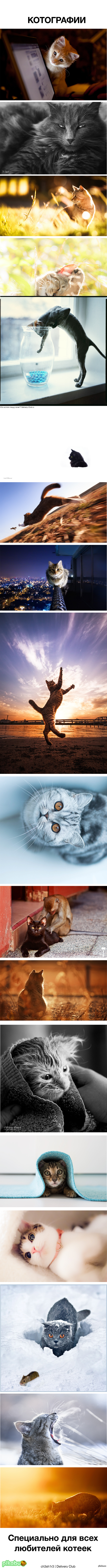 Catography - cat, Catography