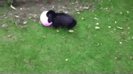 Вот это разочарование:(