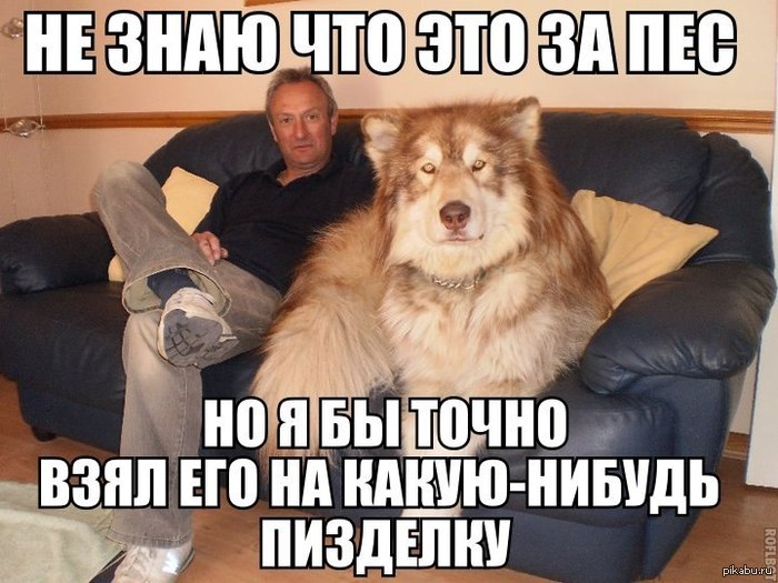 Шарик гроза района