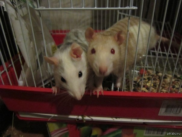 Москва, Королёв и ближние города! В срочном порядке отдаётся в добрые, умелые и заботливые руки большая крысиная семья.