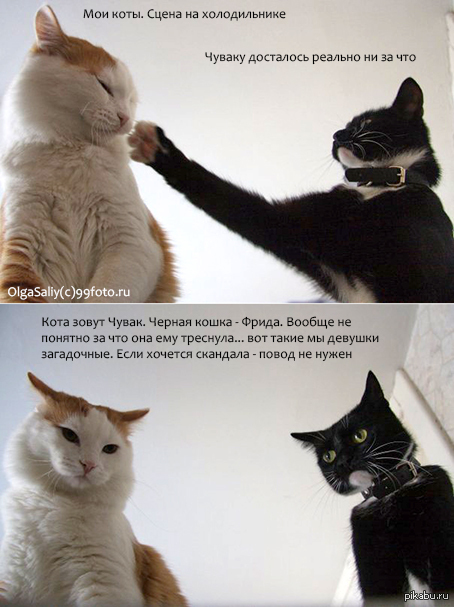 Мои коты. Семейная сцена на холодильнике