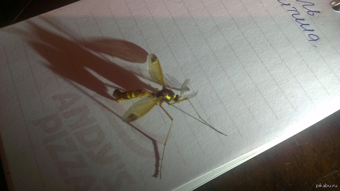 �������� ������, ��� ��� �� ���������?