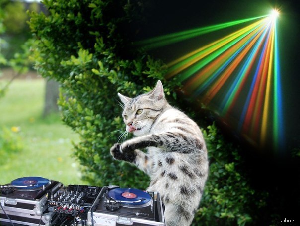 коты диджеи. кот диджей. кот диджей. диджей пицца. животные за диджейским пультом.