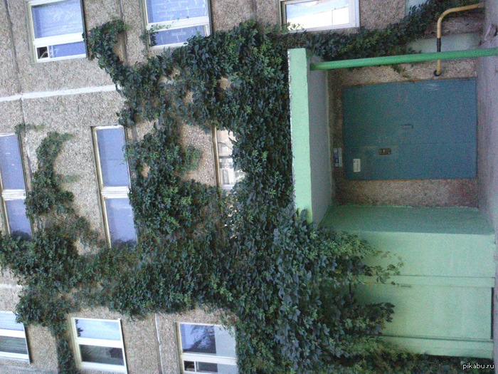 street nature art �� ���������