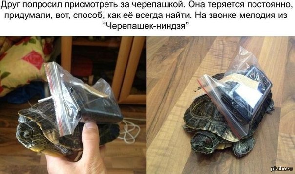 Как не потерять черепашку