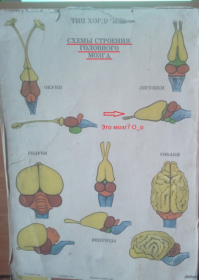 Who knew what the brain of a frog looks like ..) - NSFW, My, , Humor