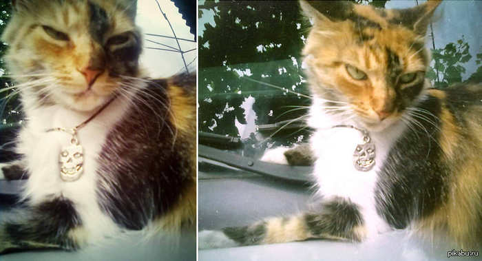 rock cat v2 