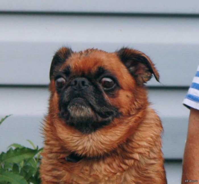 ������ ��