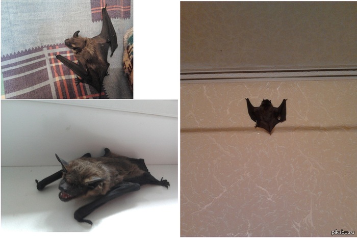    ,  ,     ?         )