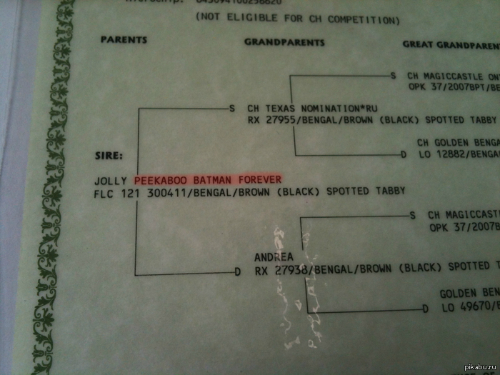 Родословная кота