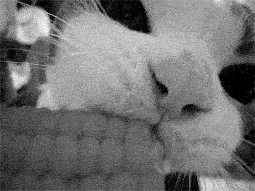 Кот ест попкорн gif