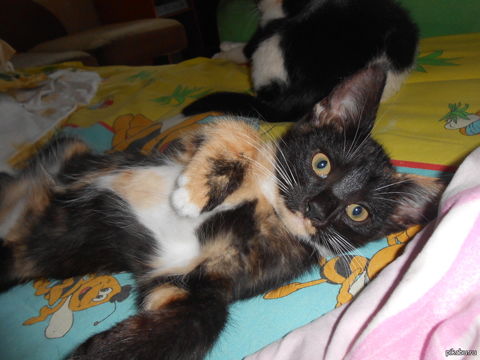 ����� ������� � ������ ����)�������, 2 ������.����� ������