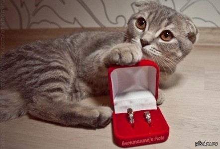 ������ ��������� ���, ��� ����� ������ ������ ������ ���?  ���� ������.