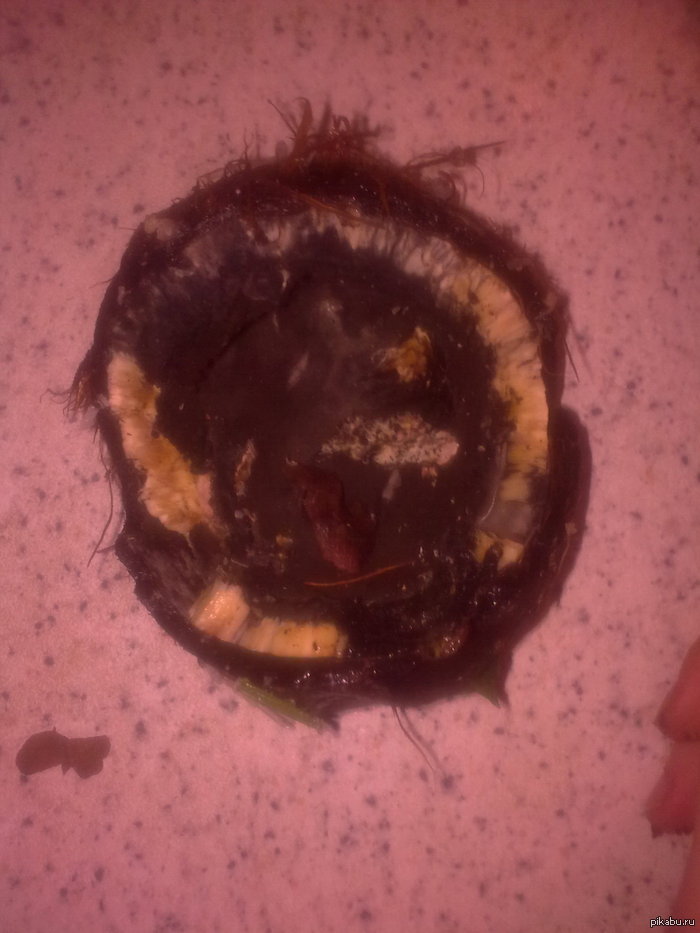 купили вчера кокос, вот, что оказалось внутри!! приятного аппетита убила полчаса, чтобы полюбоваться вот этим!!!!