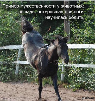 И вдруг совершенно неожиданно конь. Лошадь останавливается. Пропал конь. Не лошадь. Почему конь.