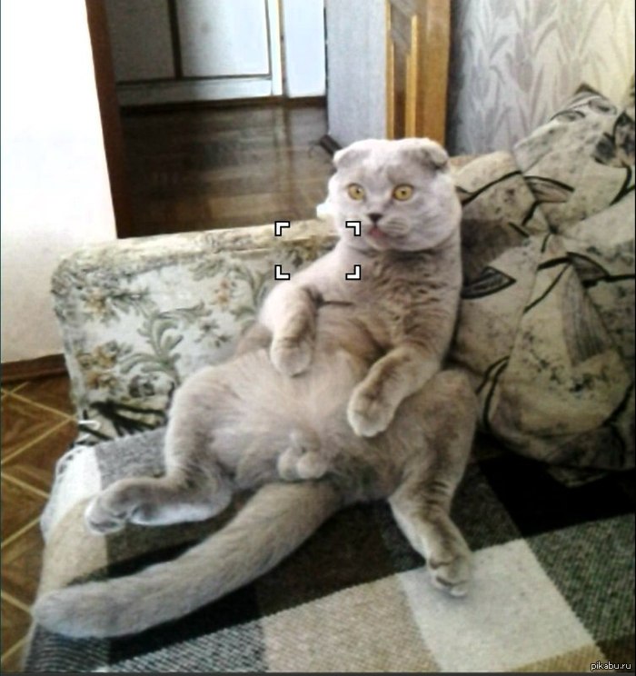 Пушистый властелин