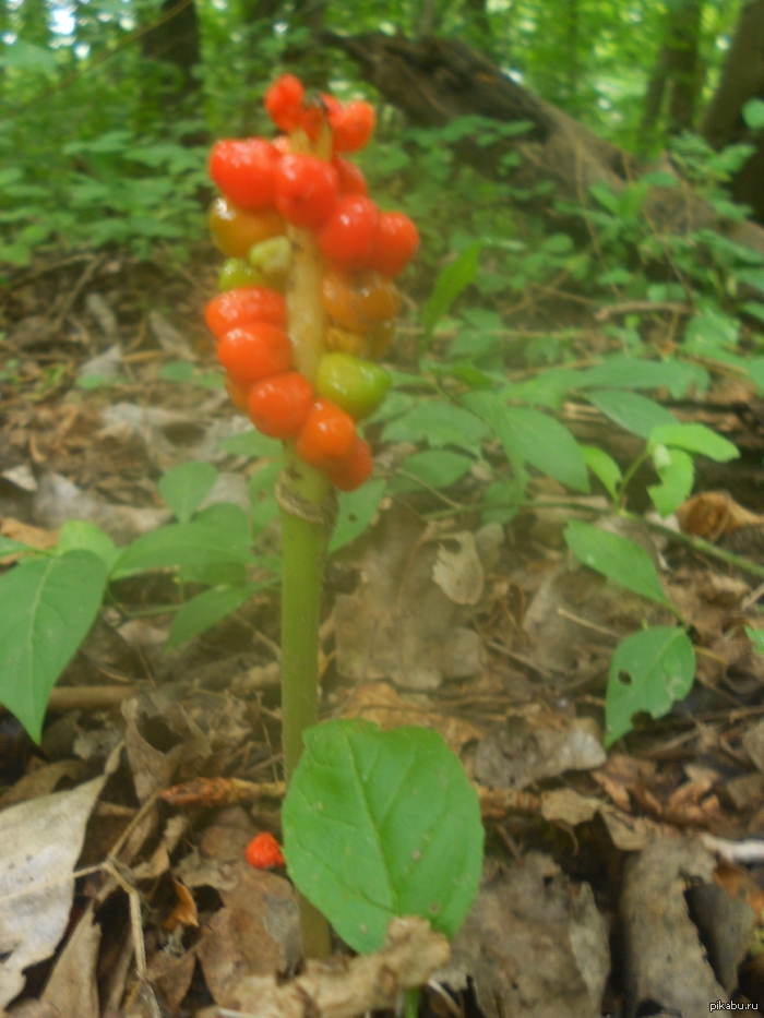 What plant is this, does anyone know? - Walk, Plants, My