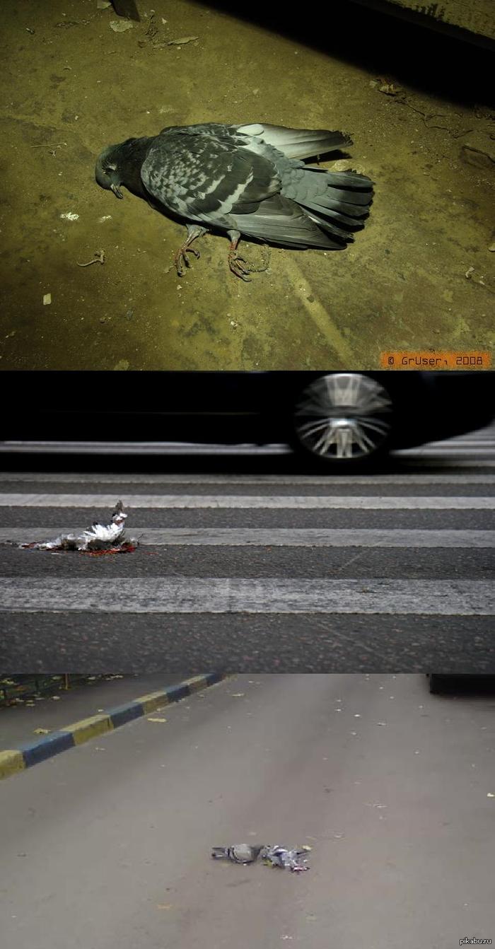 ������ - ����� ���� � ��������� ����� �������, ������������ �������