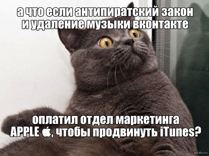 suspicious cat is suspicious
