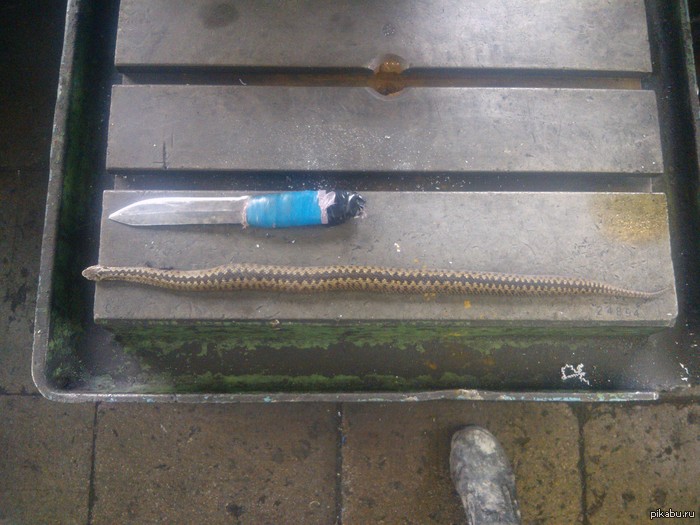 Ссссссссебастьян