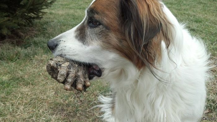 Не любите котэ у мну и сцобакен дружелюбный есть.