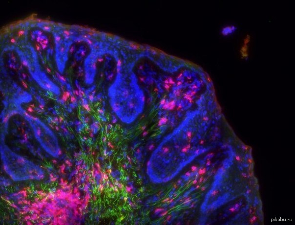 Человек под микроскопом. Клетка ДНК под микроскопом. DNA под микроскопом. Клетка человека под микроскопом реальные. ДНК под световым микроскопом.