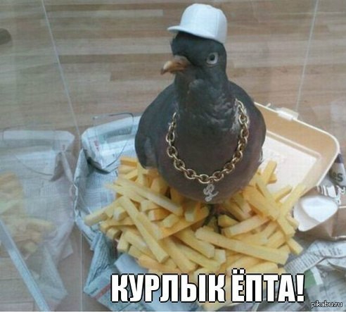 Курлык! | Пикабу