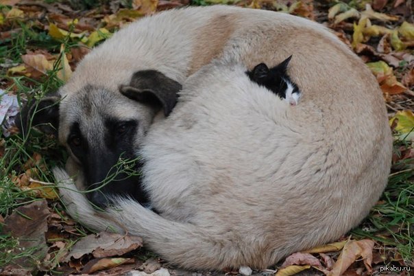 More than photo. - Dog, cat, The rescue