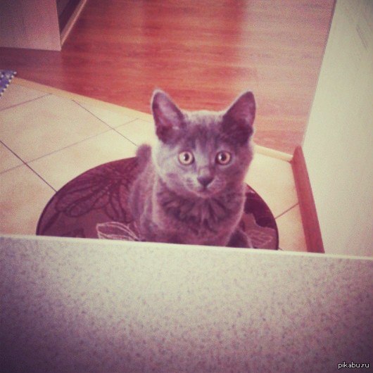 ��� ����� ��������))))