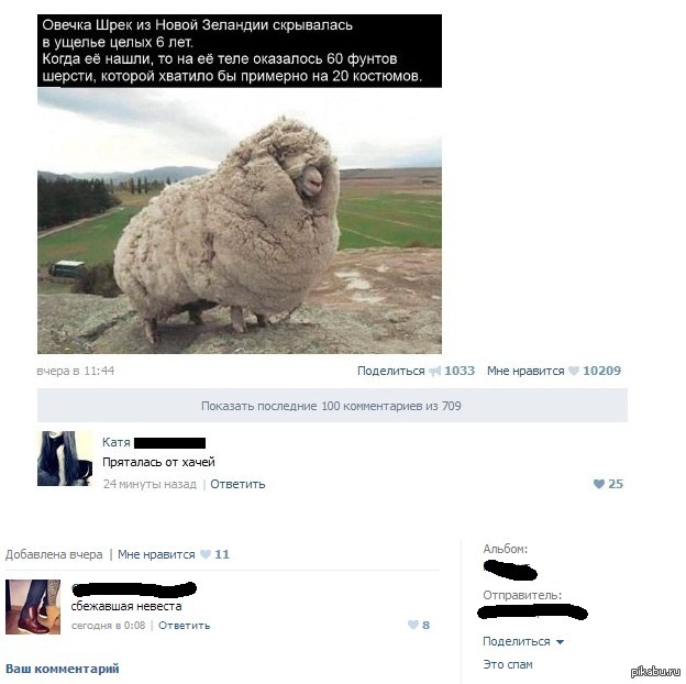 Почему Хачи Ебут Овец