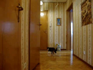 научилась открывать двери