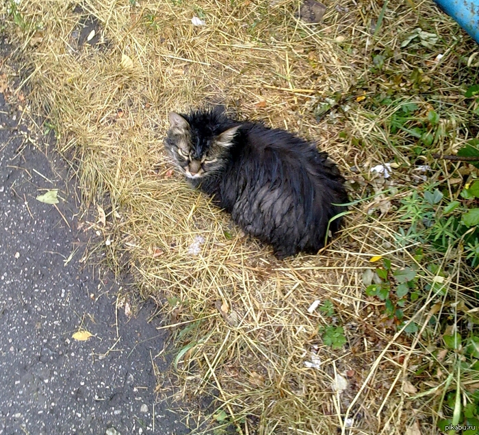 Я убью тебя, человек. | Пикабу