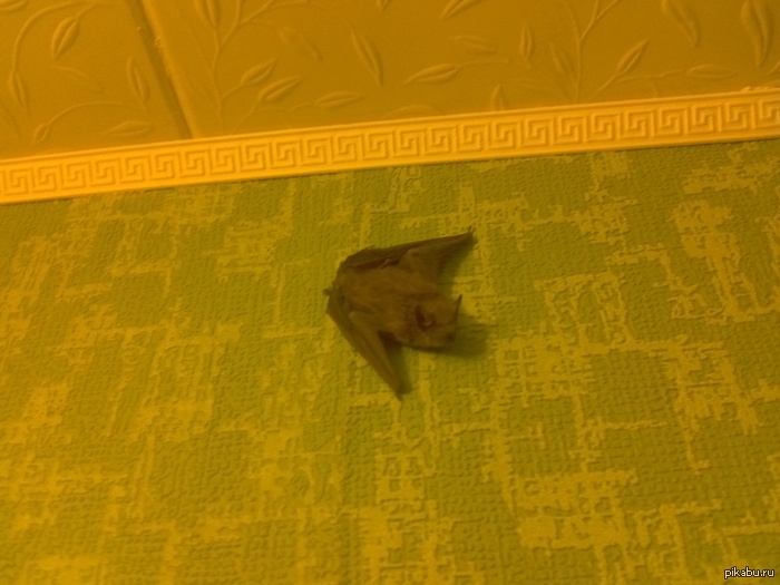 ������ �����