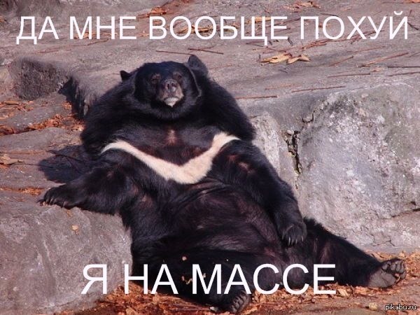 Фото Толстых Животных