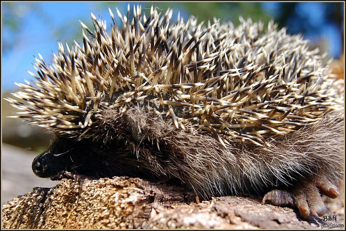 As you can see they are loved here) - My, Hedgehog, Hedgehog, The photo, Peekaboo