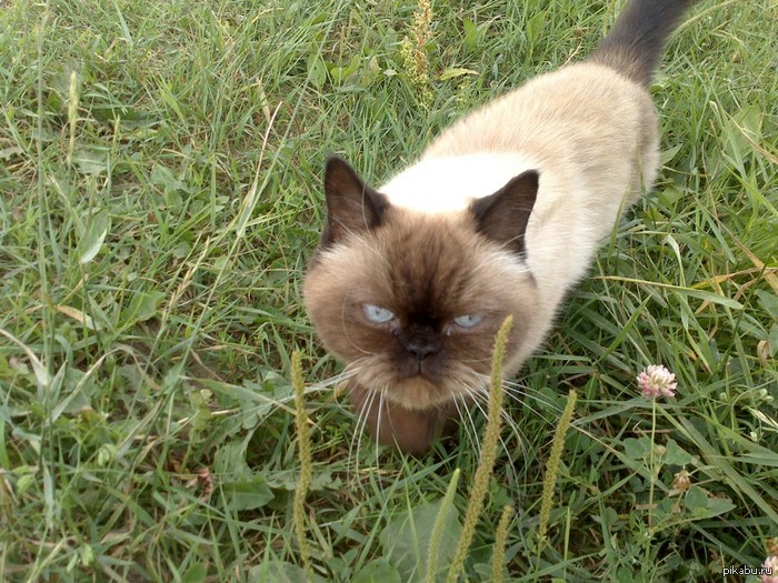 ��������� Grumpy Cat