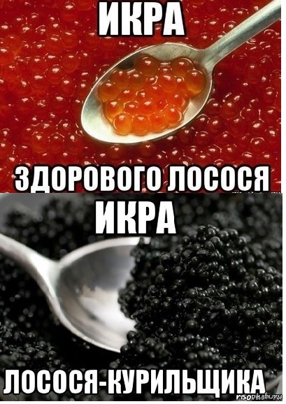 немного икры и мыслей=)