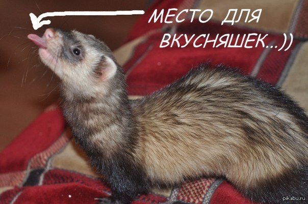 Мемы С Хорьками